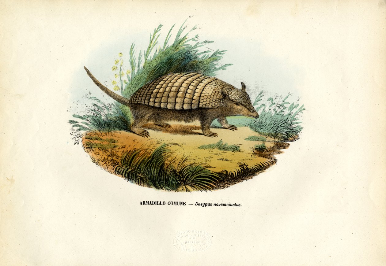 Armadillo a nove fasce, 1863-79 da Raimundo Petraroja