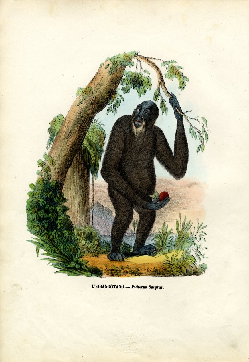 Orangutan, 1863-79 da Raimundo Petraroja