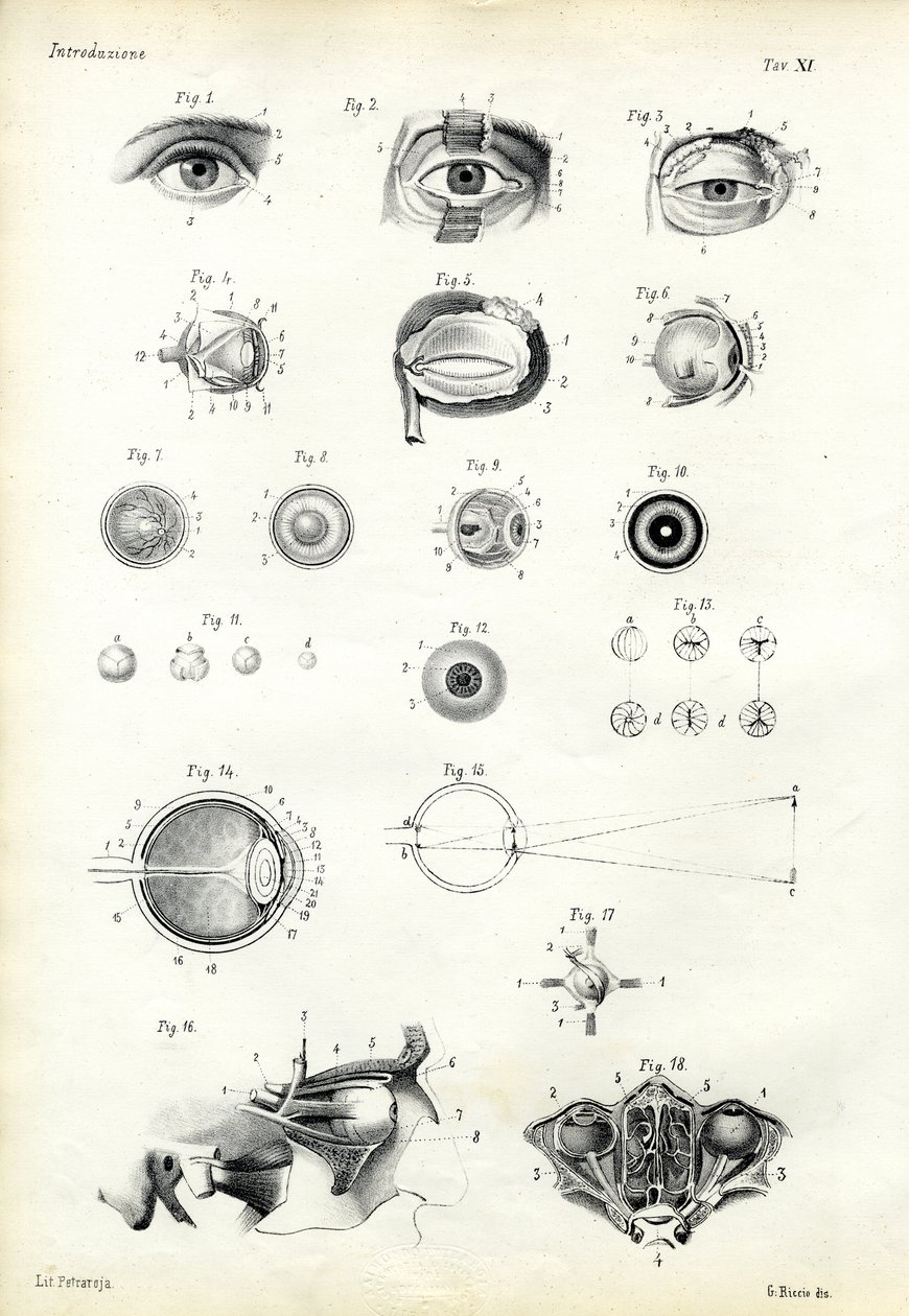 Organo della vista, 1863-79 da Raimundo Petraroja