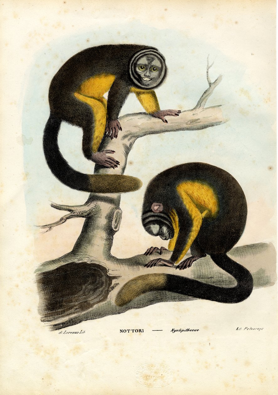 Scimmia gufo, 1863-79 da Raimundo Petraroja