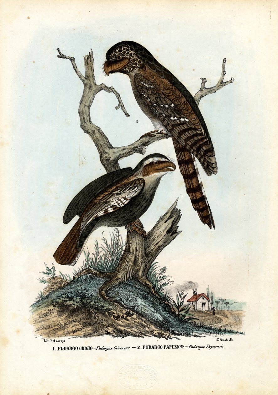 Papuan Frogmouth da Raimundo Petraroja
