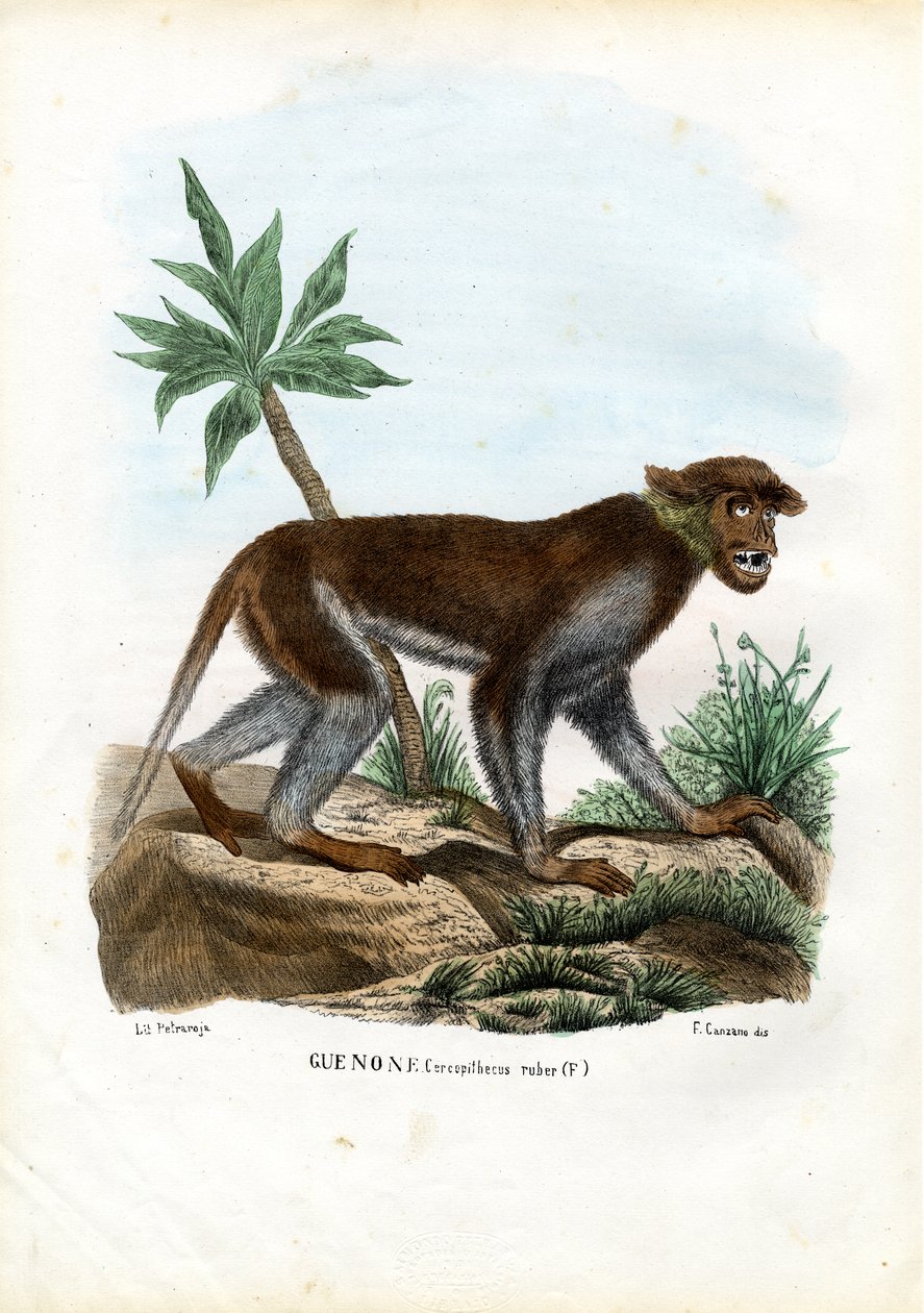 Scimmia Patas, 1863-79 da Raimundo Petraroja