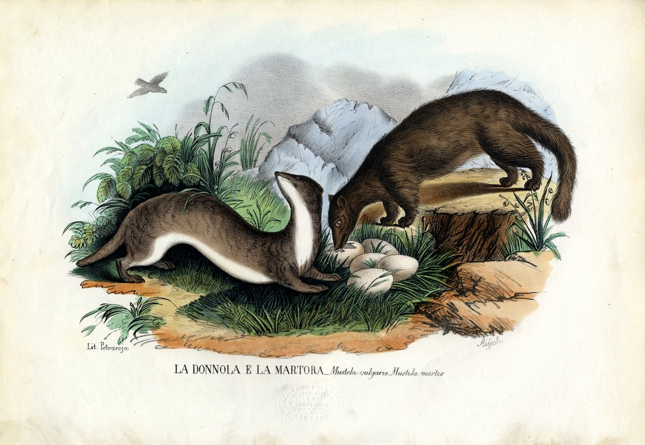 Martora, 1863-79 da Raimundo Petraroja