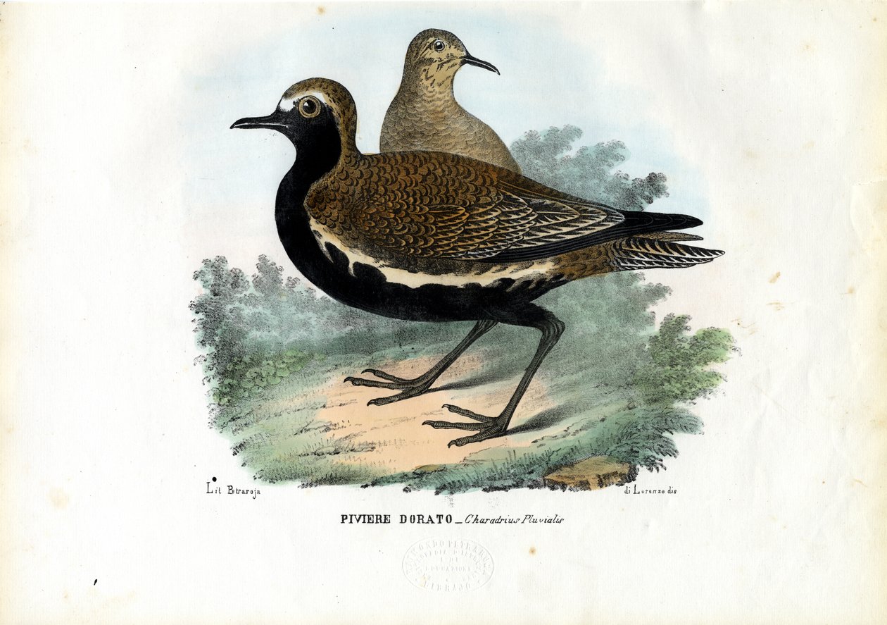 Piviere, 1863-79 da Raimundo Petraroja