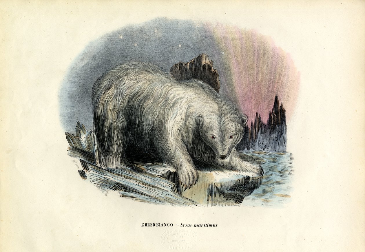 Orso polare, 1863-79 da Raimundo Petraroja