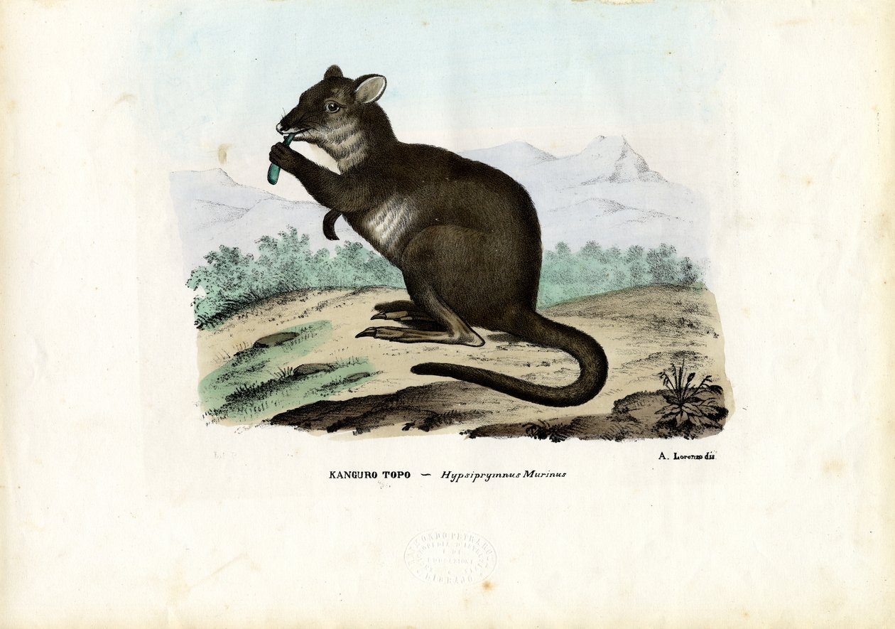 Potoroo, 1863-79 da Raimundo Petraroja