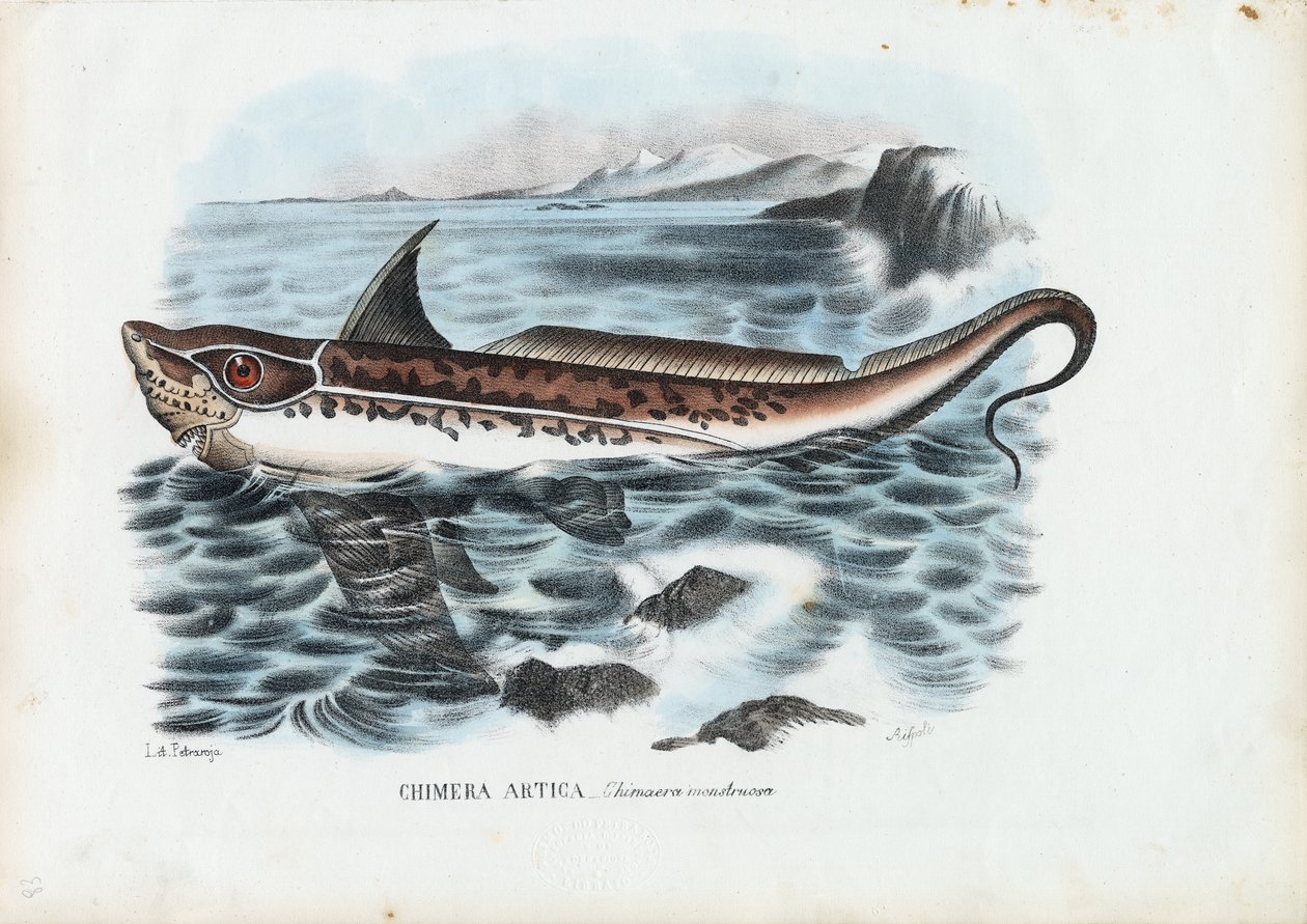 Pesce coniglio, 1863-79 da Raimundo Petraroja