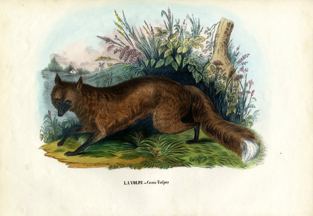 Volpe rossa, 1863-79 da Raimundo Petraroja