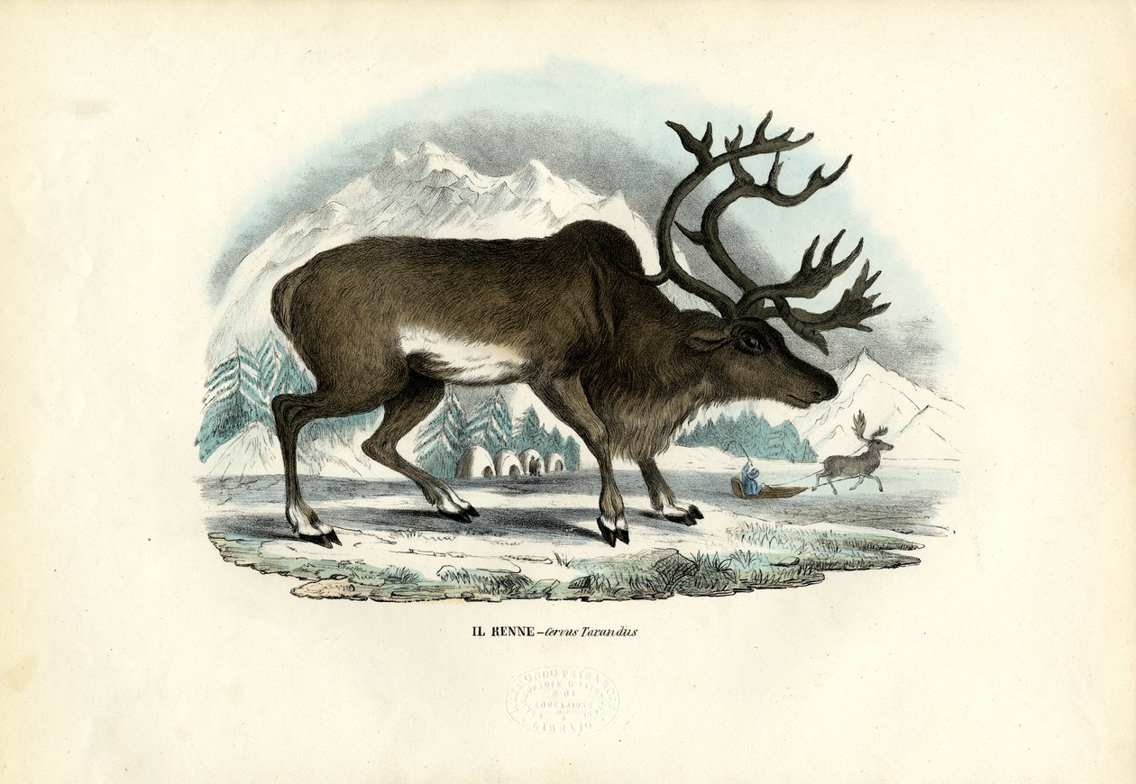 Renna, 1863-79 da Raimundo Petraroja