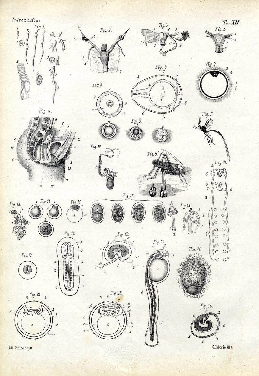 Organo riproduttivo, 1863-79 da Raimundo Petraroja