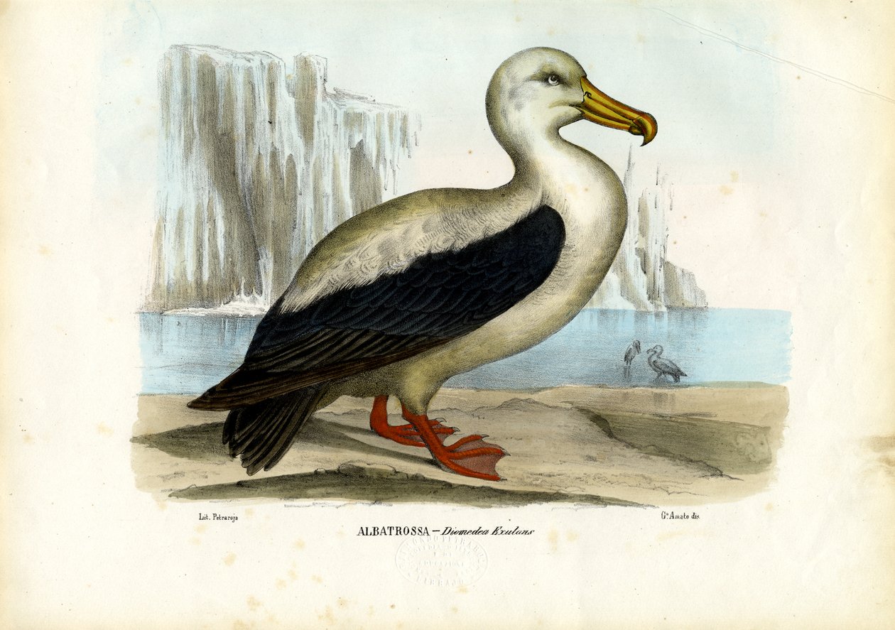 Albatros reale (1863-79) da Raimundo Petraroja