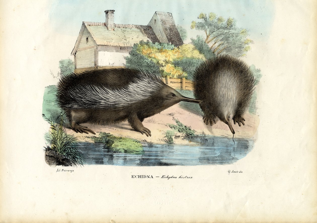 Echidna dal becco corto, 1863-79 da Raimundo Petraroja
