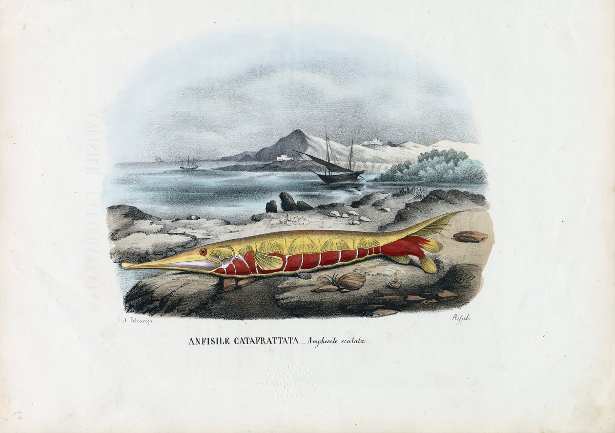 Pesce gambero, 1863-79 da Raimundo Petraroja