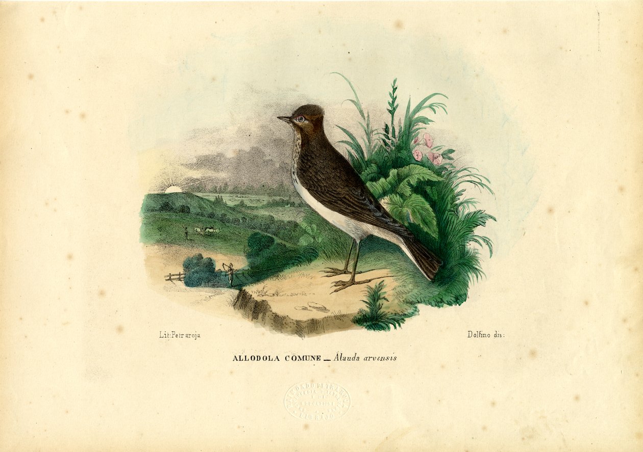 Allodola, 1863-79 da Raimundo Petraroja