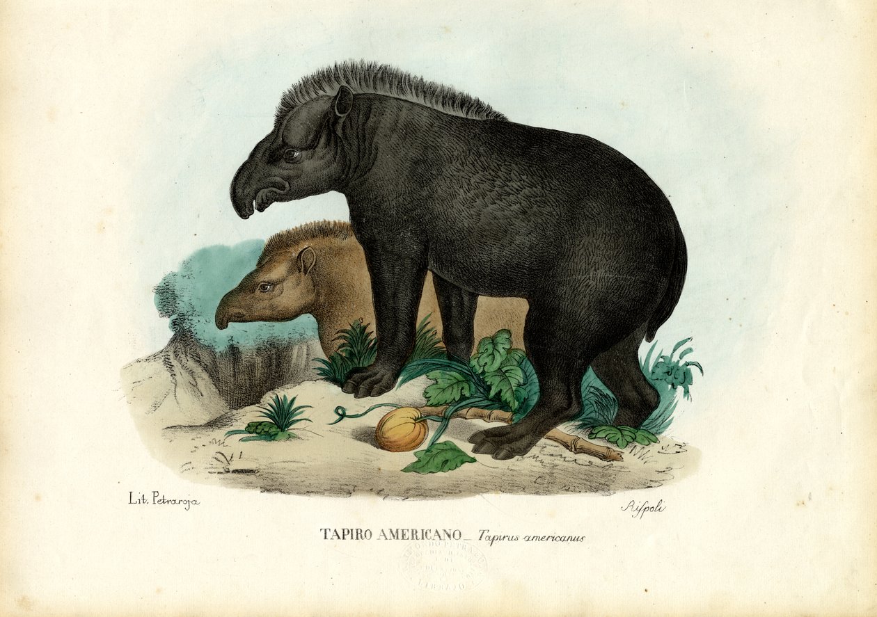 Tapir sudamericano, 1863-79 da Raimundo Petraroja