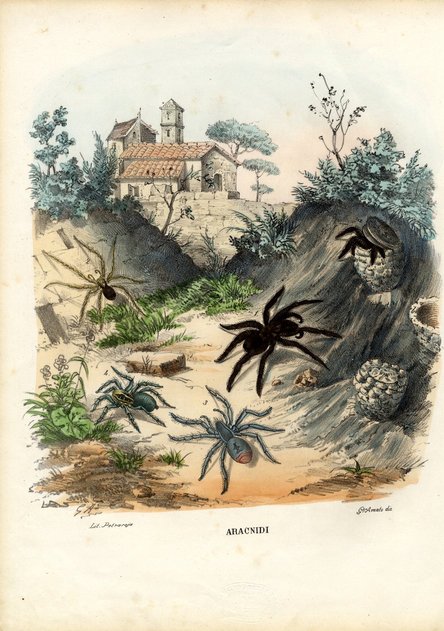 Ragni, 1863-79 da Raimundo Petraroja