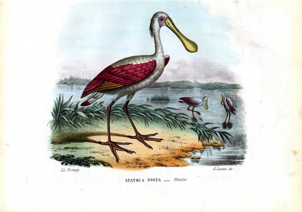 Spatola, 1863-79 da Raimundo Petraroja