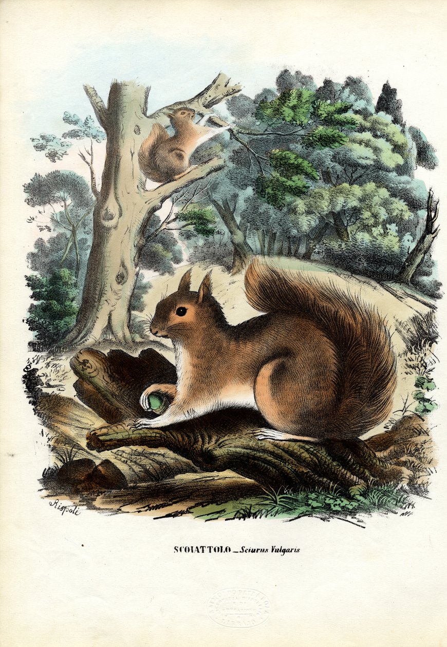 Scoiattolo, 1863-79 da Raimundo Petraroja
