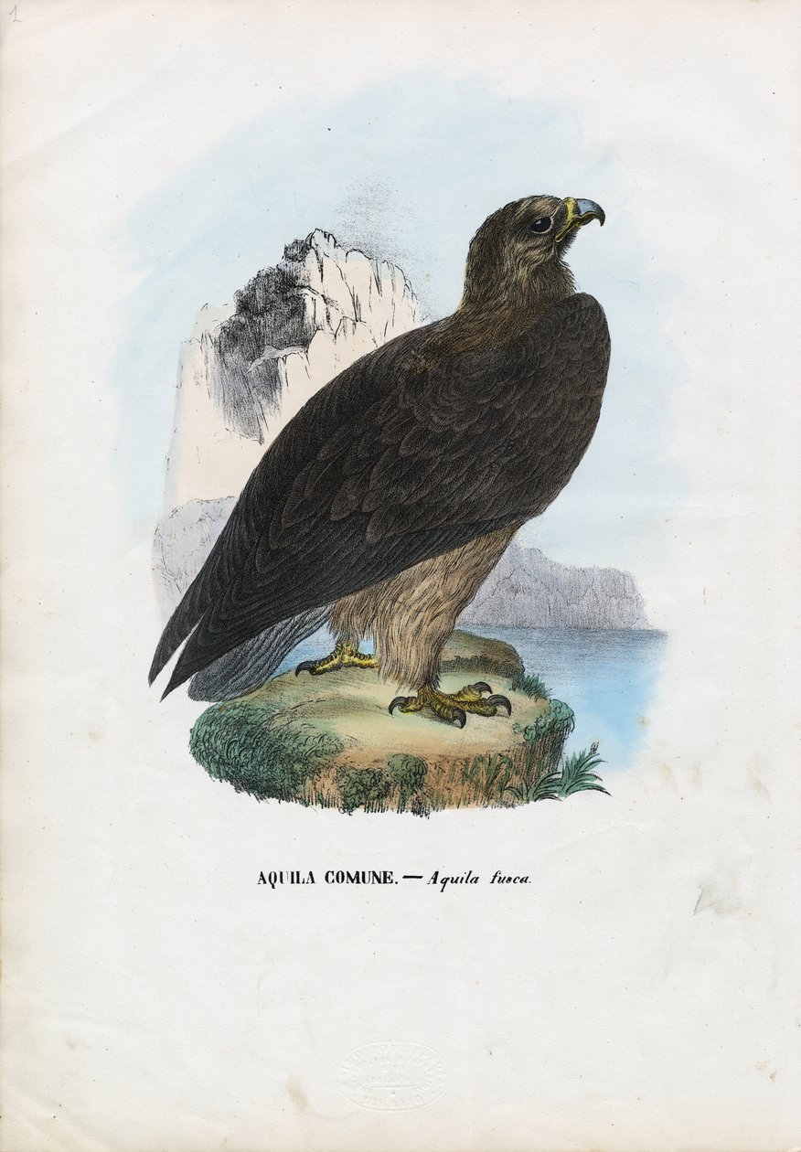 Aquila fulva, 1863-79 da Raimundo Petraroja