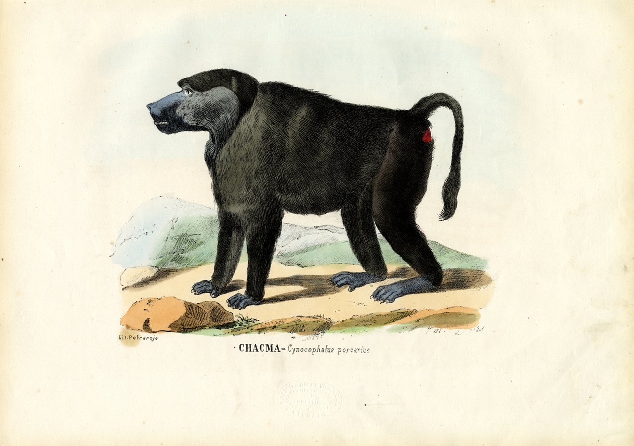 Babbuino ursino, 1863-79 da Raimundo Petraroja