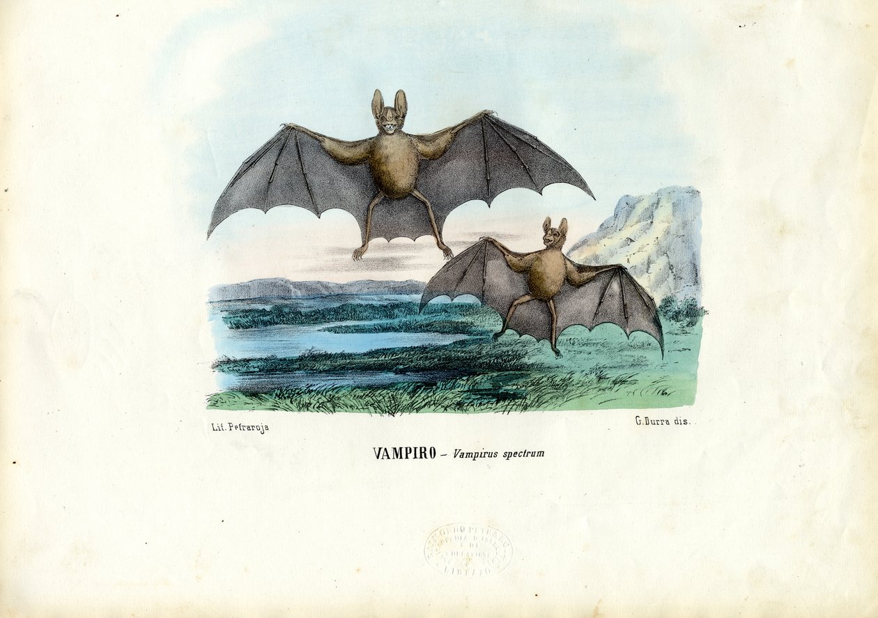 Pipistrello vampiro, 1863-79 da Raimundo Petraroja