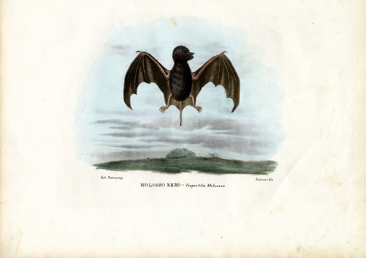 Pipistrello dalla coda vellutata da Raimundo Petraroja