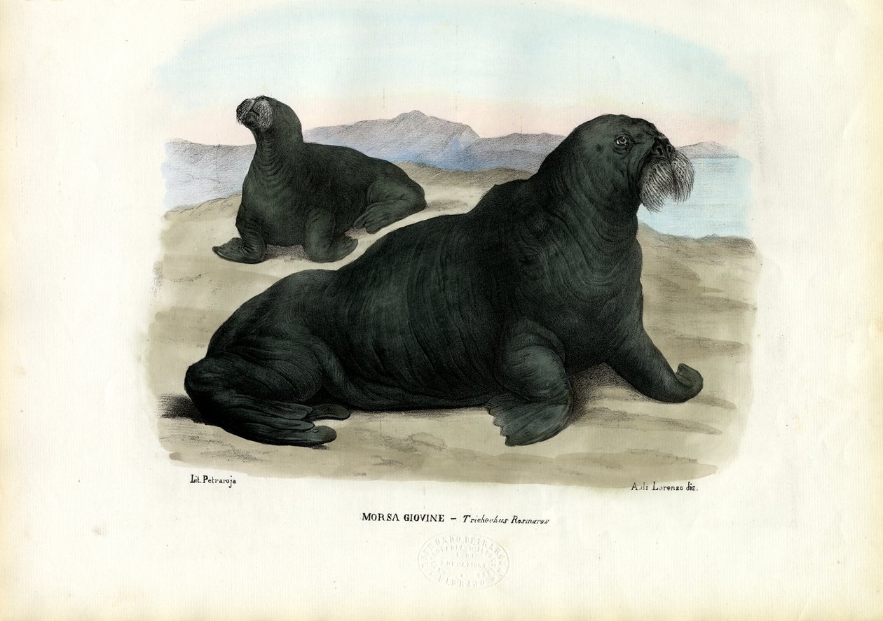 Tricheco, 1863-79 da Raimundo Petraroja