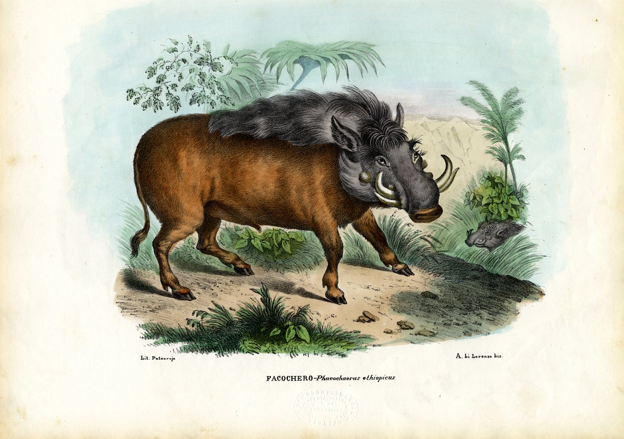 Facocero, 1863-79 da Raimundo Petraroja