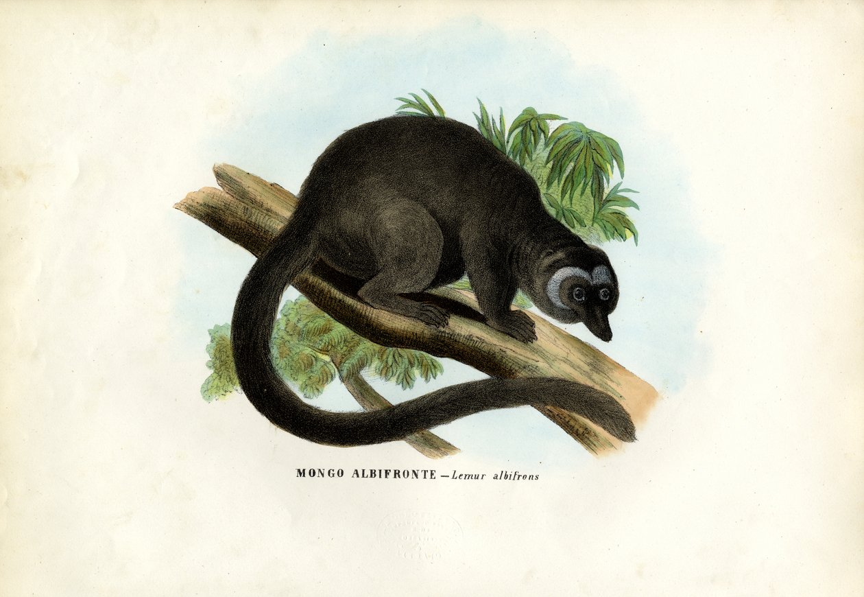 Lemure bruno dalla testa bianca, 1863-79 da Raimundo Petraroja