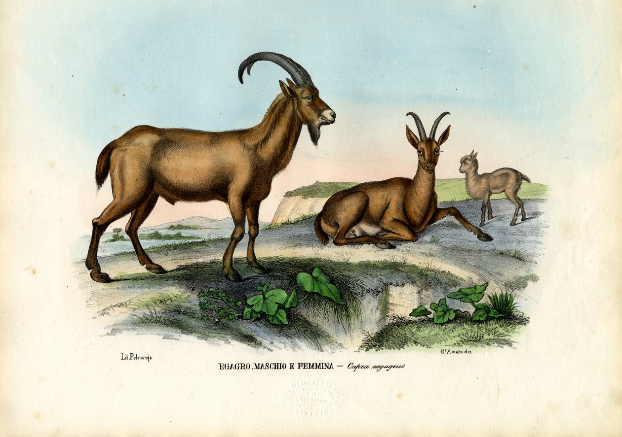 Capra selvatica, 1863-79 da Raimundo Petraroja