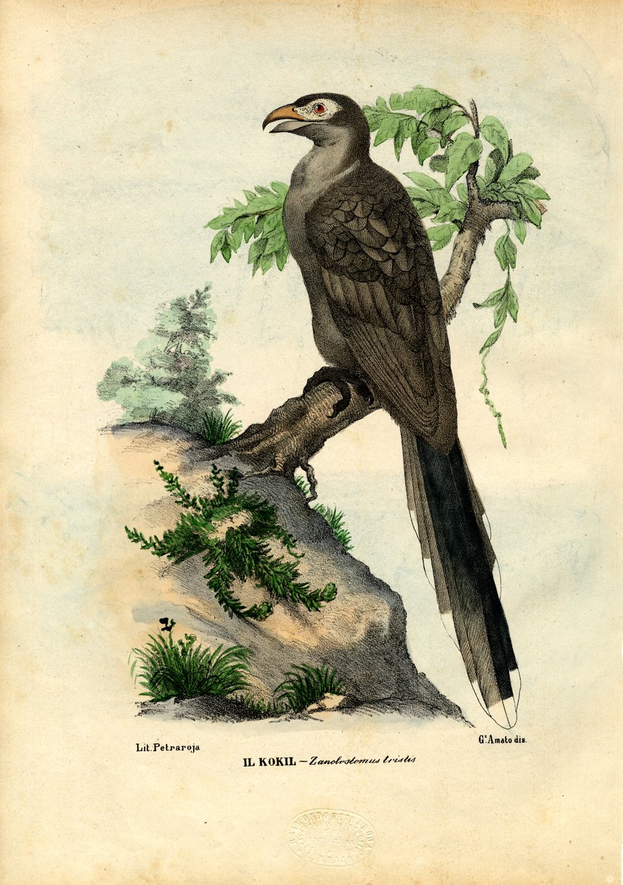 Cuculo dal becco giallo, 1863-79 da Raimundo Petraroja