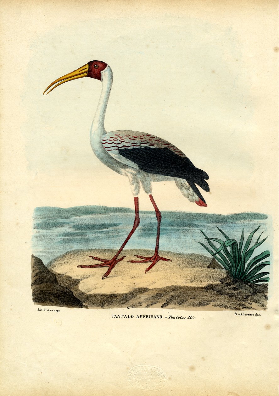 Cicogna dal becco giallo, 1863-79 da Raimundo Petraroja