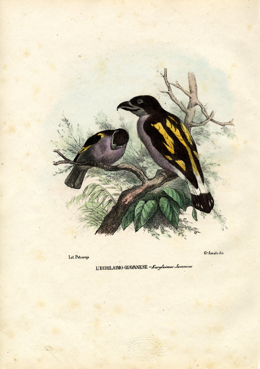 Broadbills, 1863-79 da Raimundo Petraroja