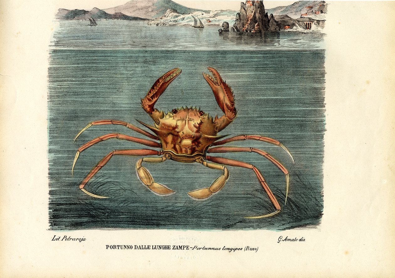 Crostacei, 1863-79 da Raimundo Petraroja