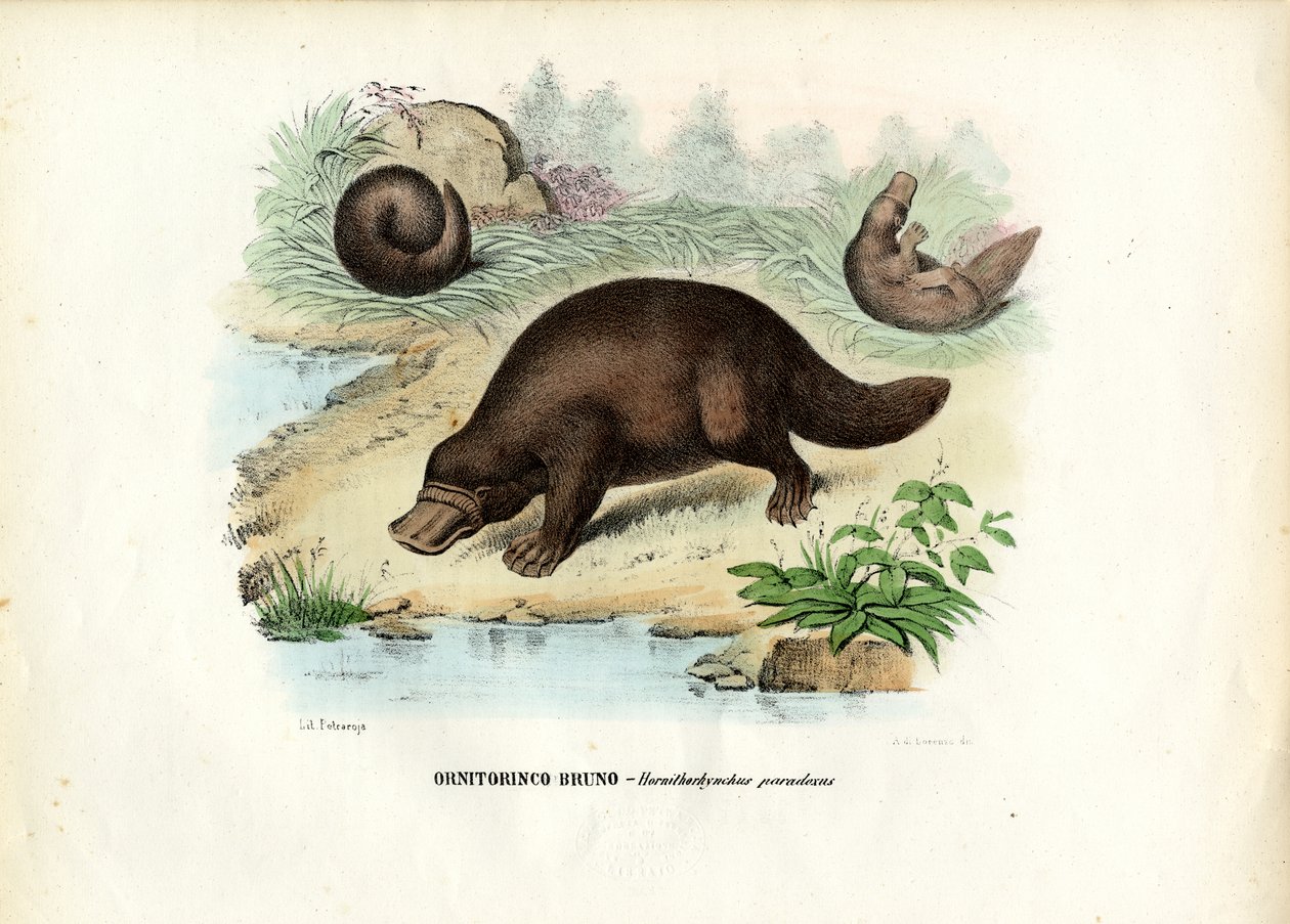 Ornitorinco, 1863-79 da Raimundo Petraroja