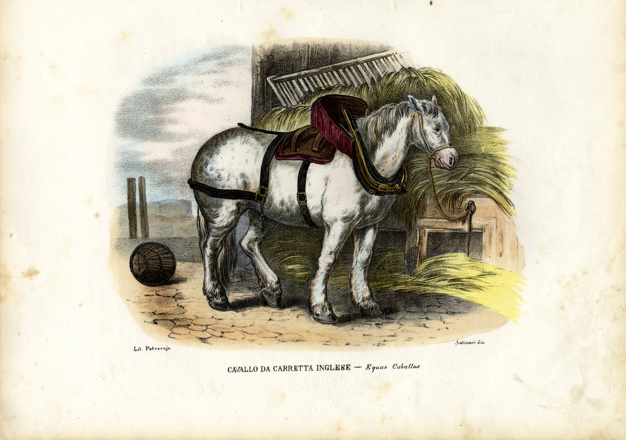Cavallo da fattoria inglese, 1863-79 da Raimundo Petraroja