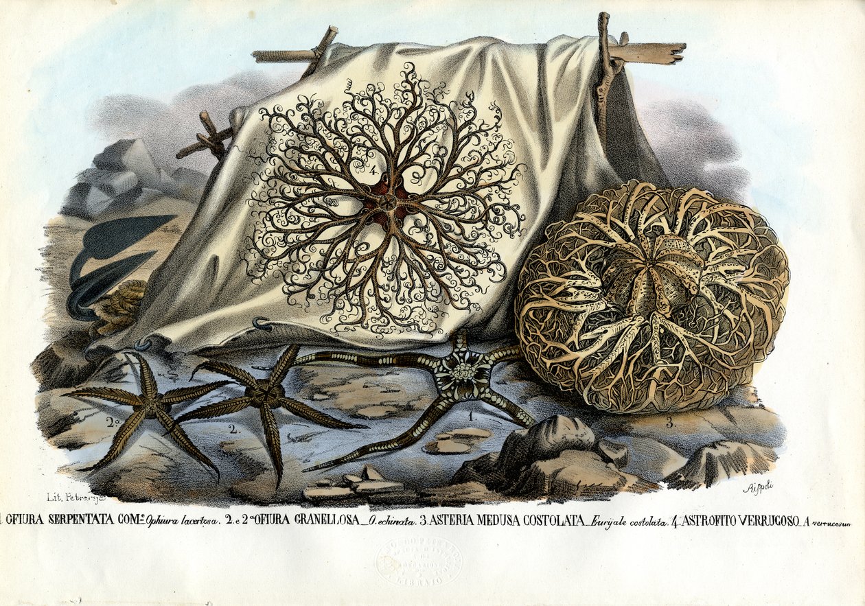 Testa di Gorgone, 1863-79 da Raimundo Petraroja