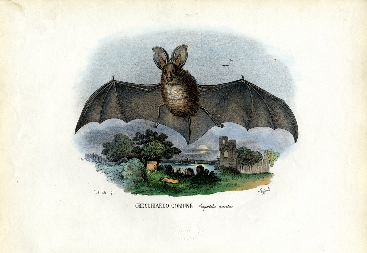 Pipistrello dalle lunghe orecchie grigie da Raimundo Petraroja