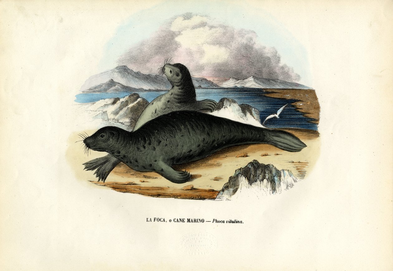 Foca del porto, 1863-79 da Raimundo Petraroja