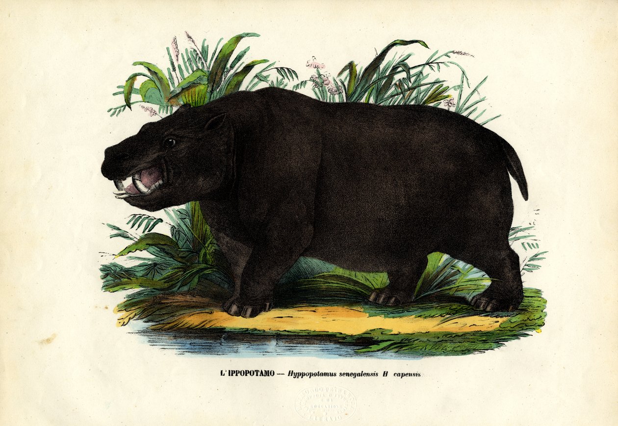 Ippopotamo, 1863-79 da Raimundo Petraroja