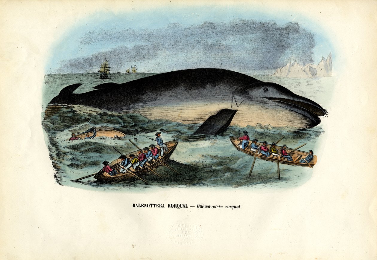 Balena Megattera, 1863-79 da Raimundo Petraroja