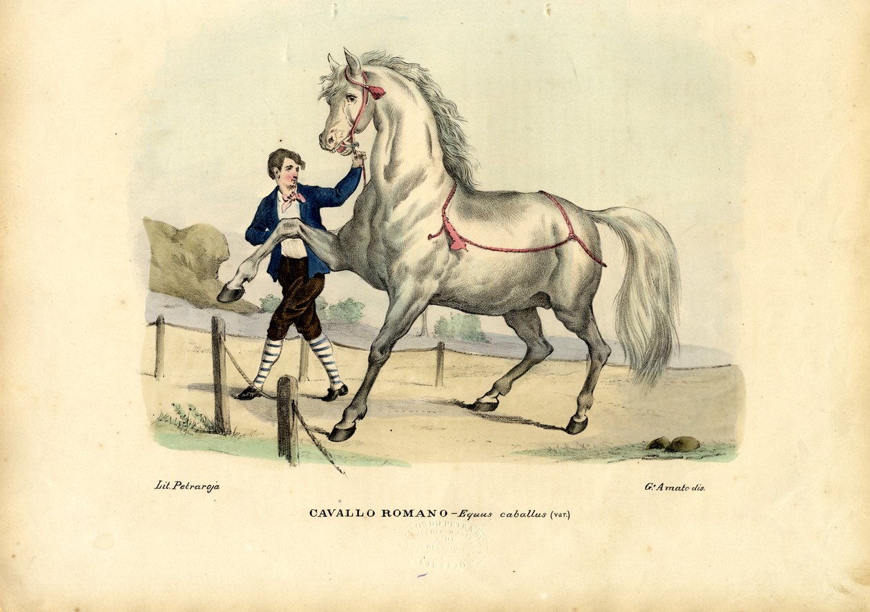 Cavallo italiano, 1863-79 da Raimundo Petraroja