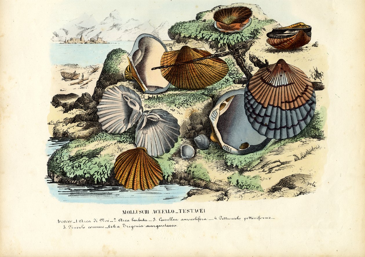 Cozze da Raimundo Petraroja