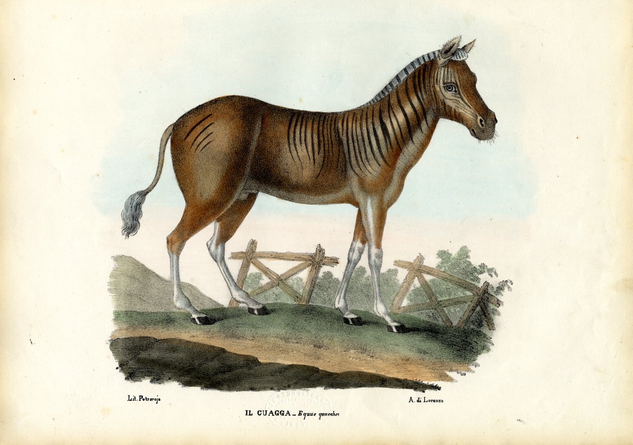 Quagga, 1863-79 da Raimundo Petraroja
