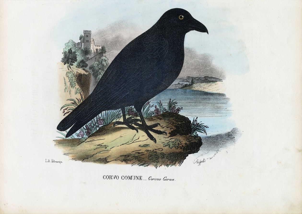 Corvo, 1863-79 da Raimundo Petraroja