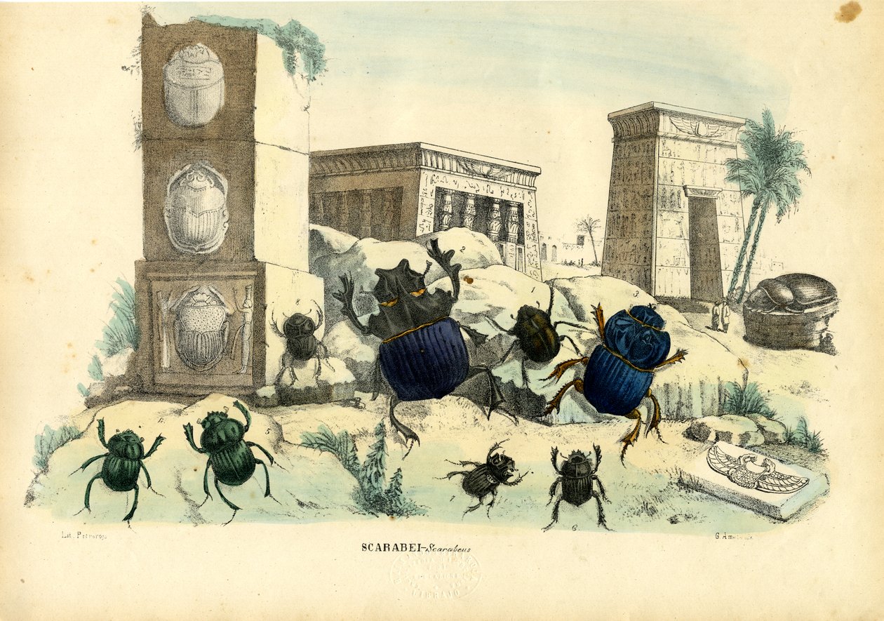 Scarabei, 1863-79 da Raimundo Petraroja