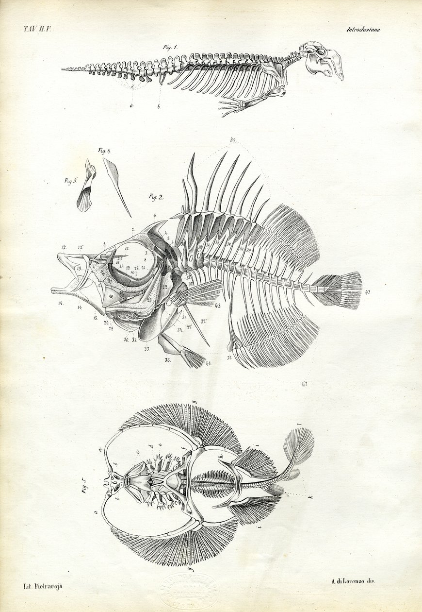 Foca, 1863-79 da Raimundo Petraroja