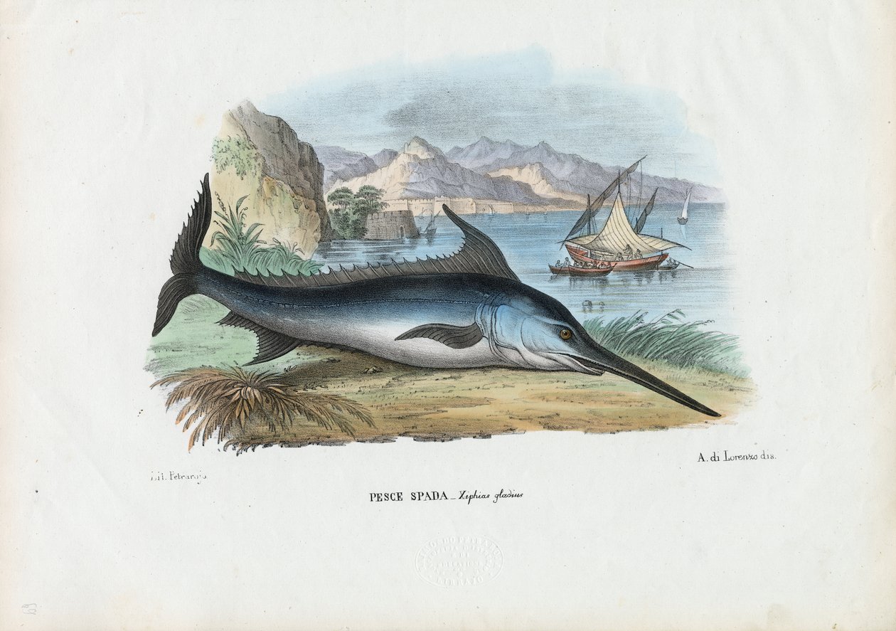Pesce spada, 1863-79 da Raimundo Petraroja