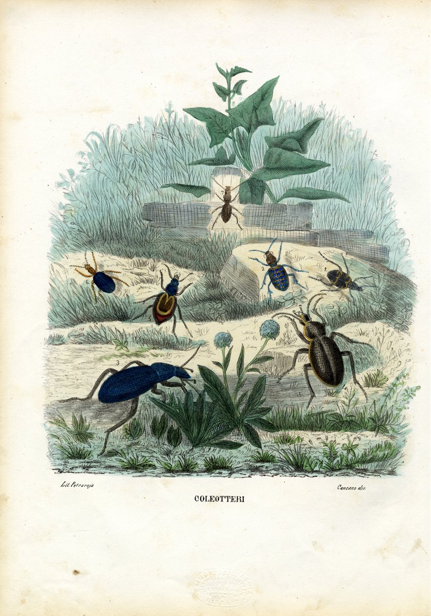 Tigri e coleotteri, 1863-79 da Raimundo Petraroja