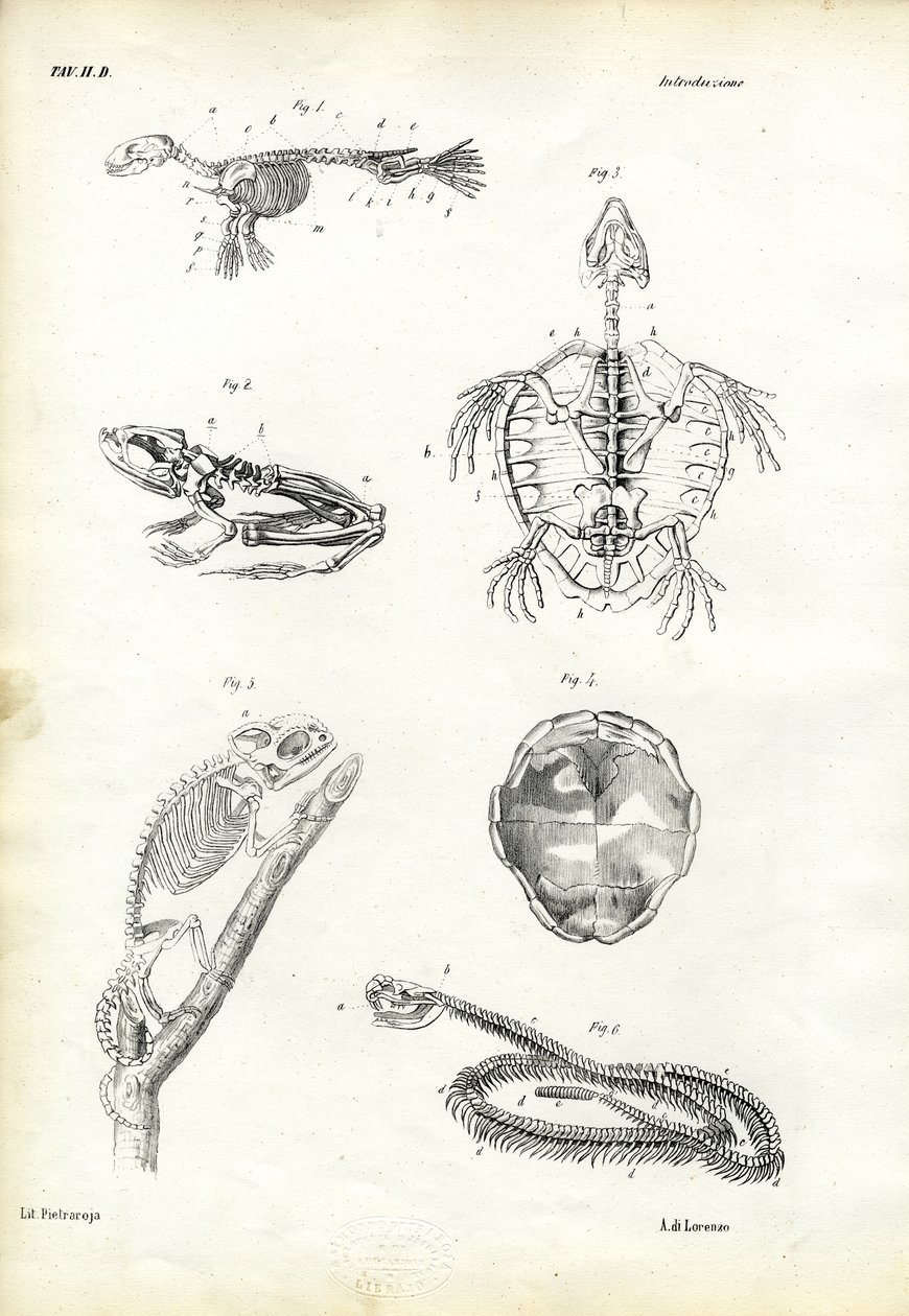Tartaruga da Raimundo Petraroja
